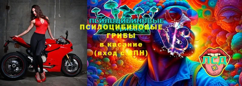 Псилоцибиновые грибы Psilocybe  закладки  Донецк 